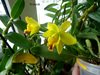 Cattleya Hybrids  Орхидеи-форум.рф